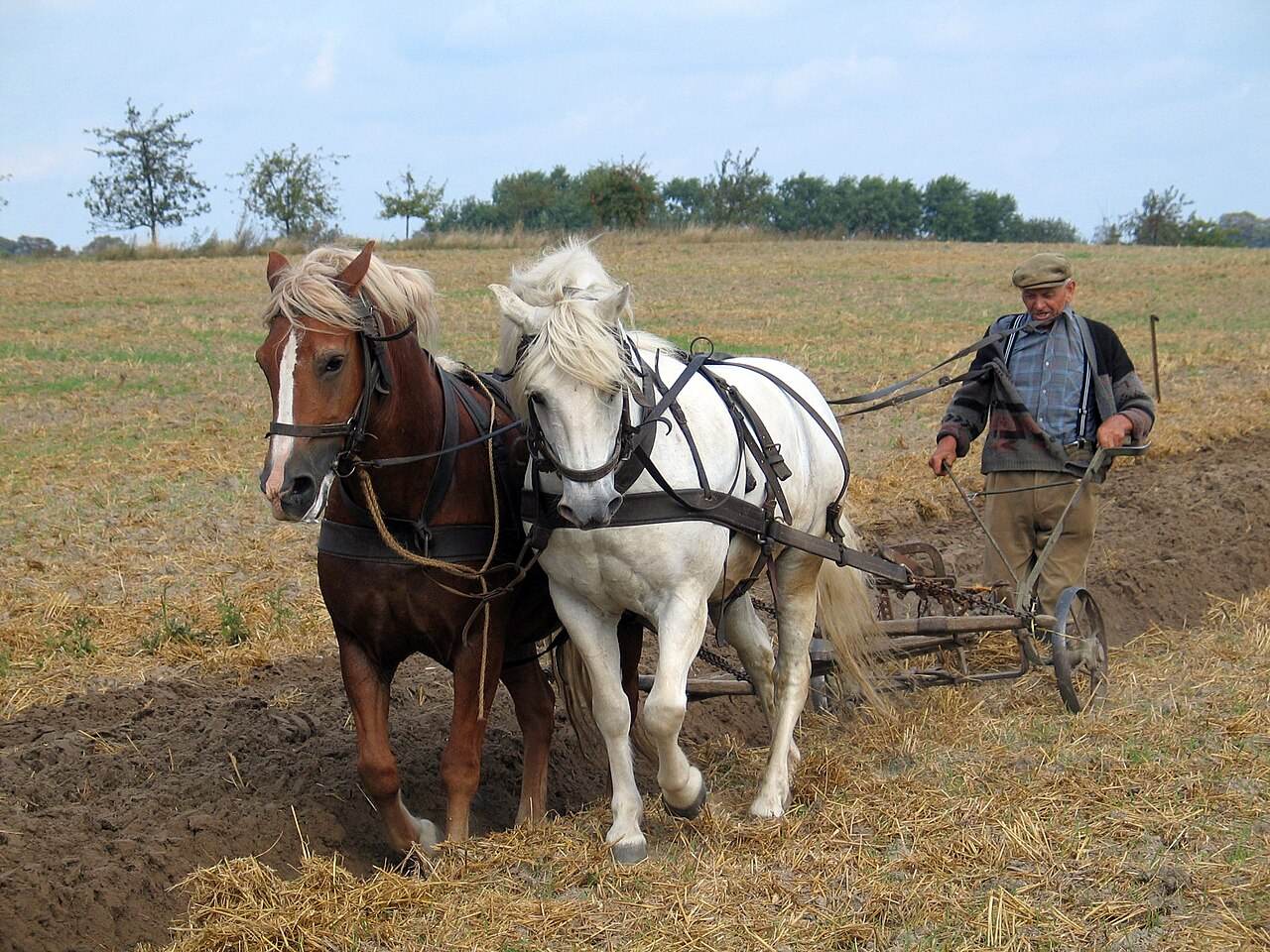 Landwirt pflügt mit zwei Pferden einen Acker