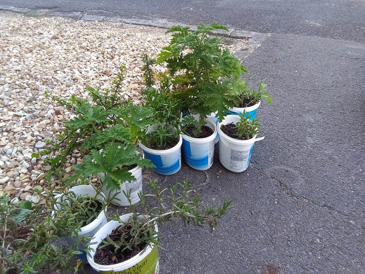 Jungpflanzen in Töpfen im Freien
