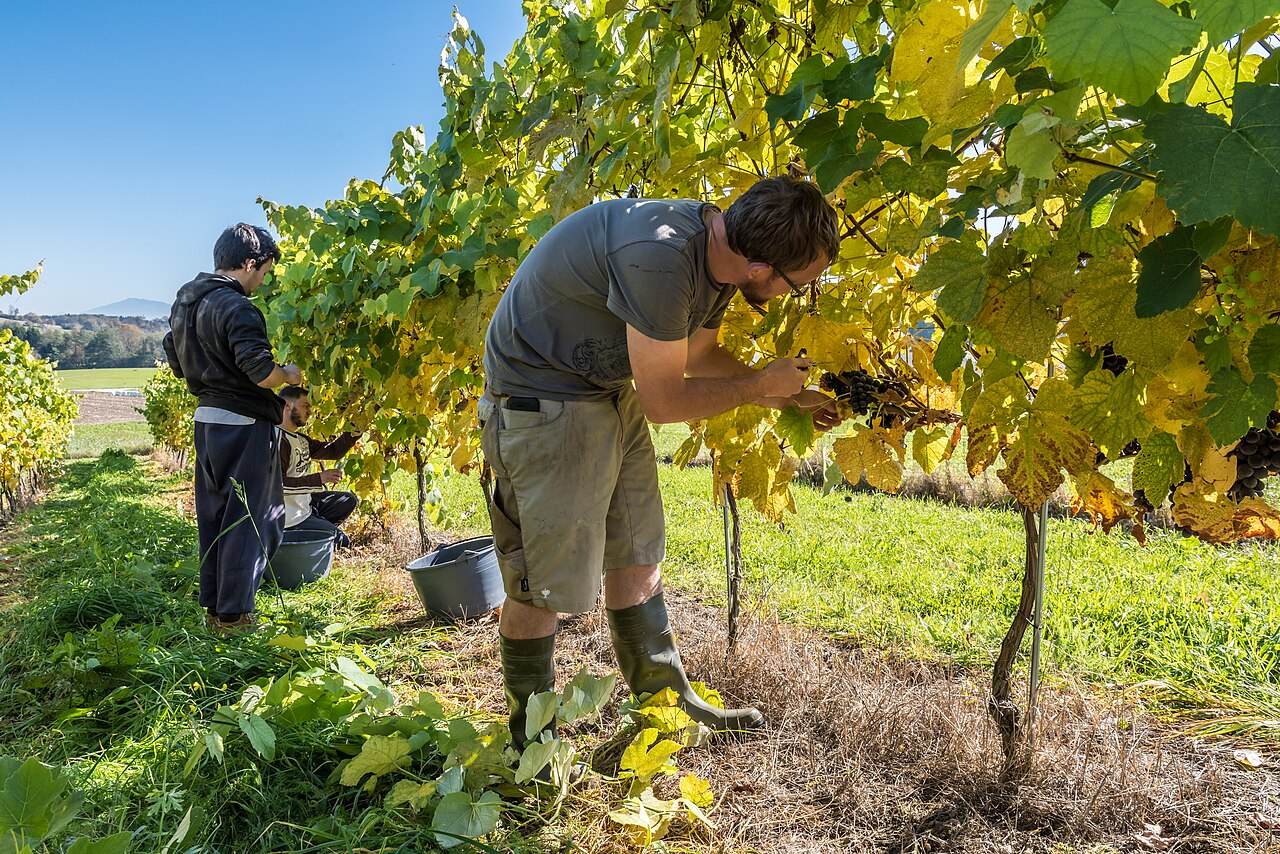 Winzer liest Trauben im Weinberg