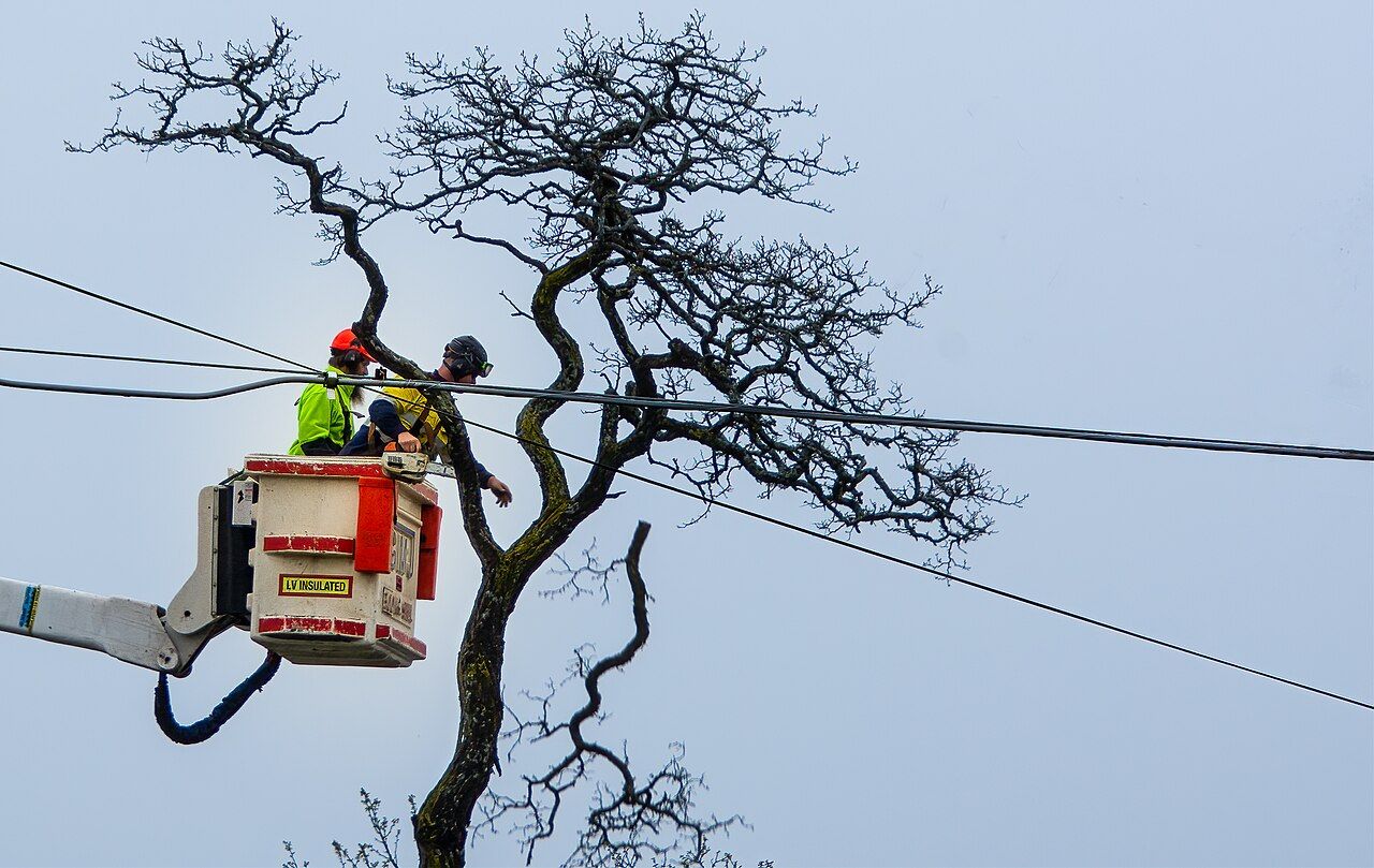 Baumpflege mit Hubarbeitsbühne an einem hohen Baum