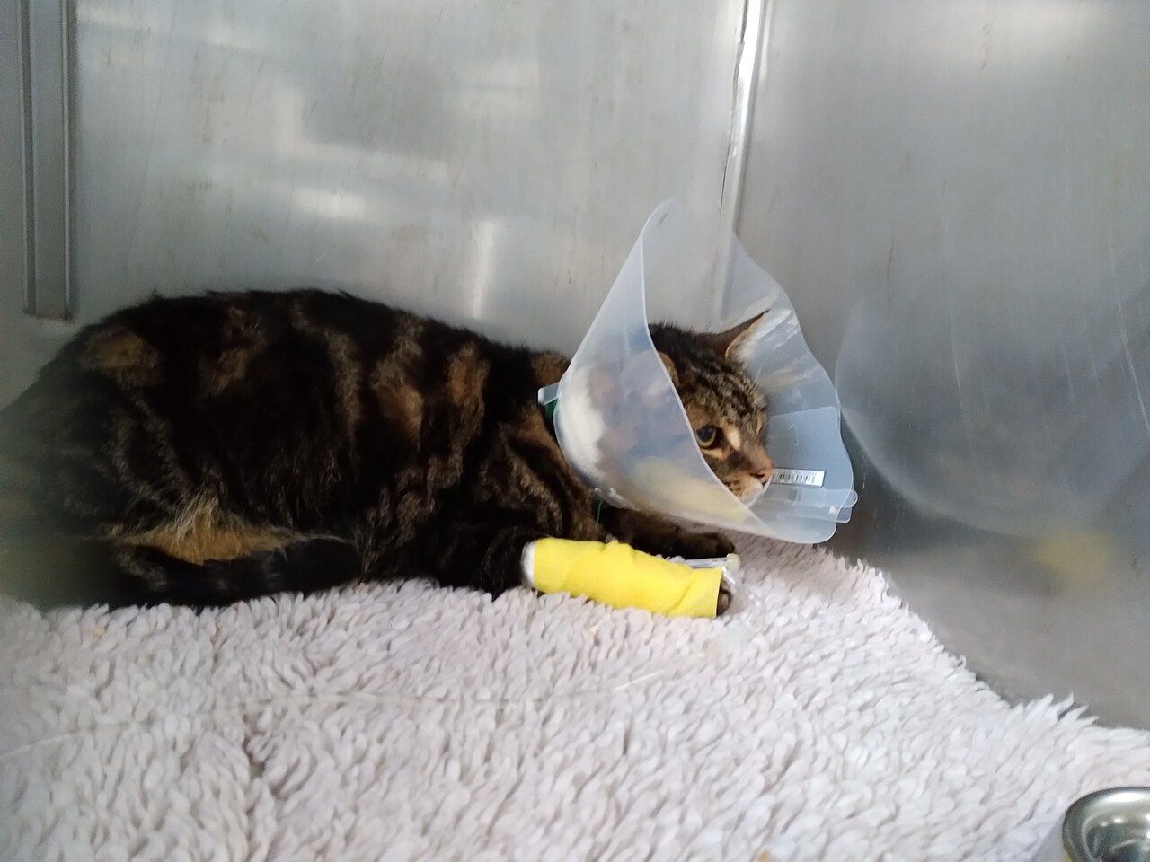Katze mit Halskragen und Verband im Klinikkäfig