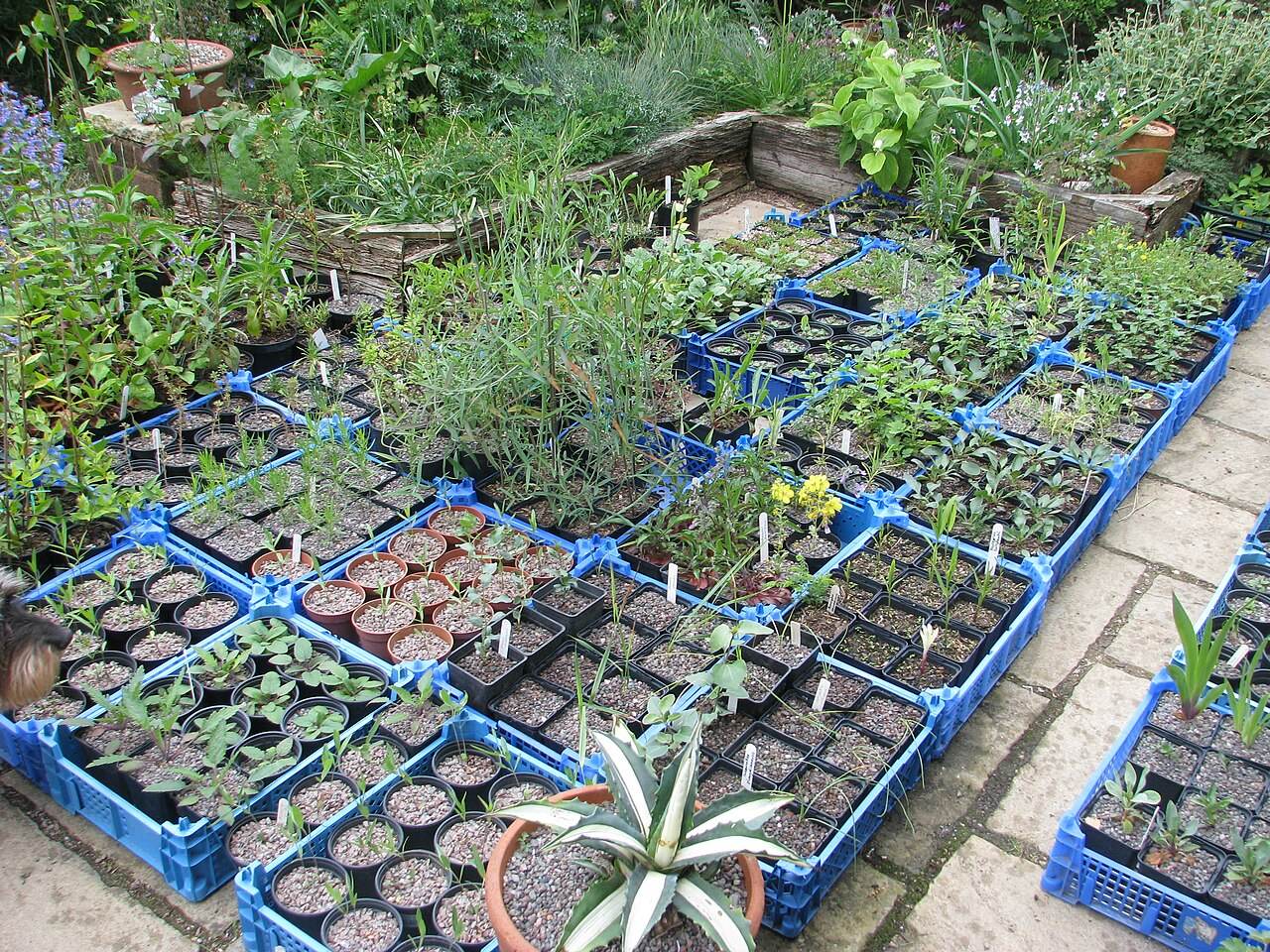 Jungpflanzen in blauen Anzuchtkisten in einer Gärtnerei