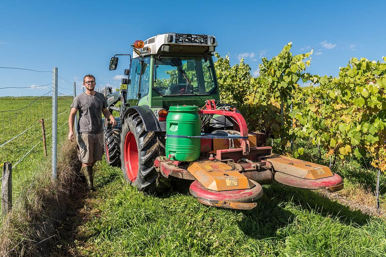 Winzer mit Traktor und Mulchgerät im Weinberg
