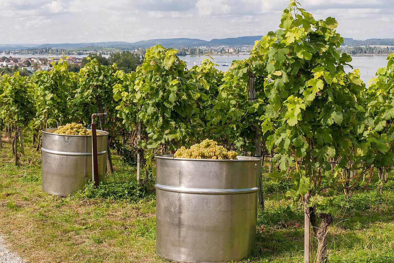 Weinlese mit Fässern voller Trauben im Weinberg