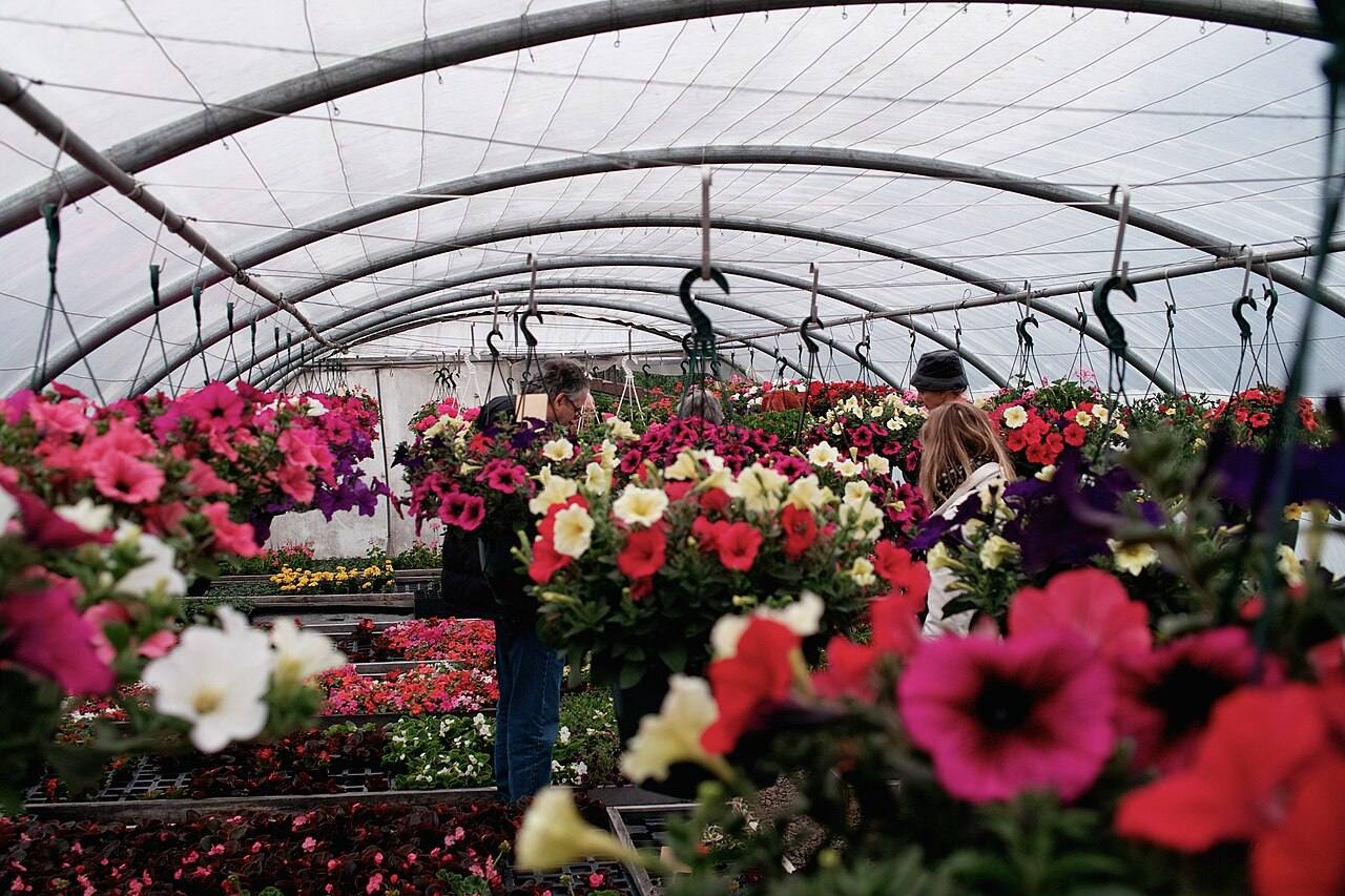 Blumenverkauf in einem Gewächshaus