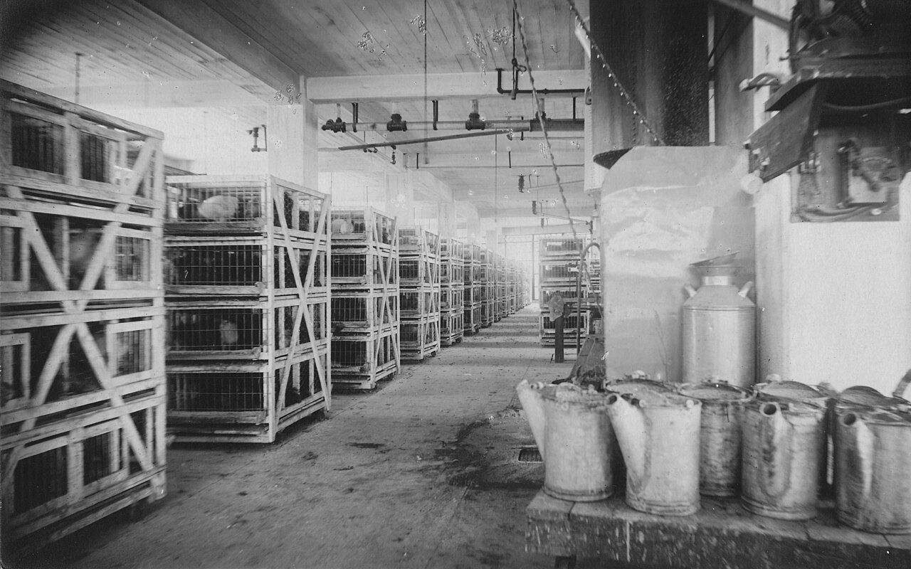 Historische Geflügelanlage mit Käfigen