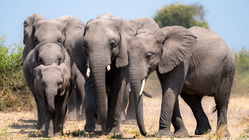 Elefantenherde in der Savanne in Botswana