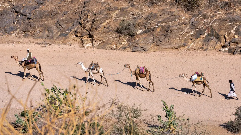 Kamelkarawane in der Küstenlandschaft Eritreas