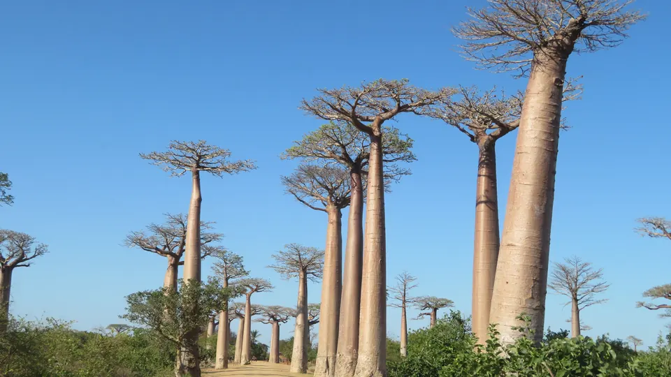 Baobab-Bäume an einer Sandpiste in Madagaskar
