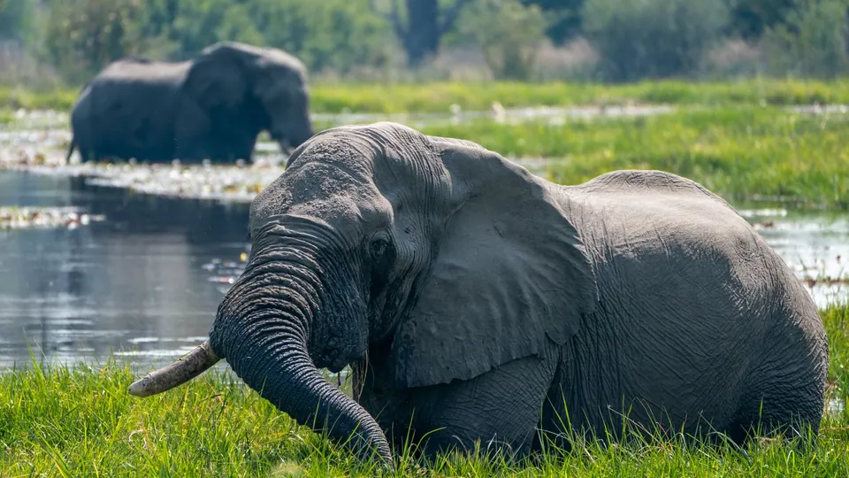 Elefant im Gras am Wasser im Khwai-Gebiet, Botswana.