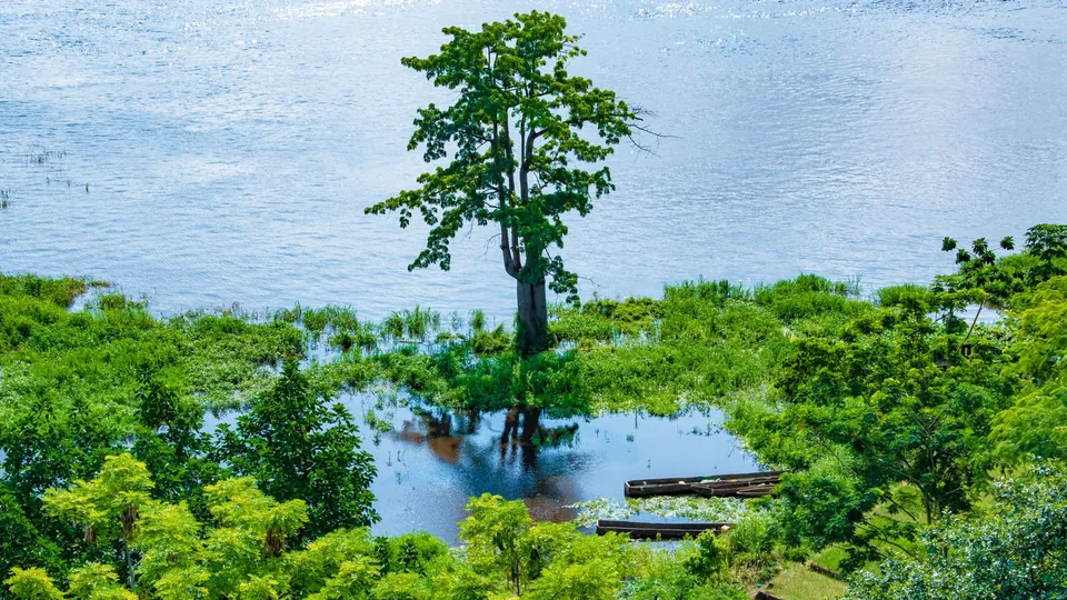 Einzelner Baum im Wasser und üppiges Grün am Ufer des Kongo bei Brazzaville, Republik Kongo.