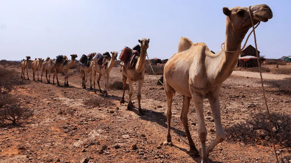Kamelkarawane in einer trockenen Landschaft in Somalia.